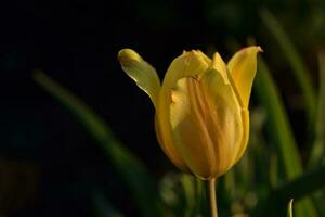 Yellow tulips in the evening summer. Beautiful yellow tulip flowers. The golden hour. photo