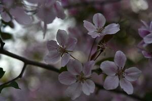 Dark pink apple blossoms in spring. Beautiful red apple and bokeh flowers. Large flowers. photo