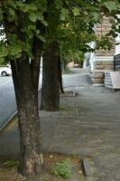 Trees and a path in a summer city park. Beautiful greenery and a summer park. photo