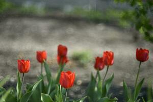 Red flowers of tulips and bokeh. Beautiful photo blur. Tulips in summer.