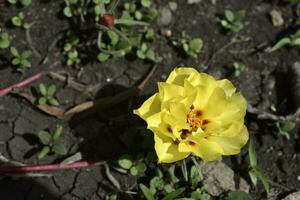 Beautiful flowers of Portulaca Portulaca. Large flowers of Portulaca. Multicolored flowers. photo