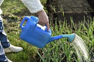 Watering plants in the garden with a watering can with water. Watering plants by a pensioner in the garden. photo