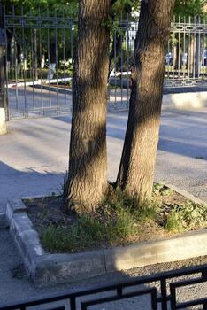 Trees and a path in a summer city park. Beautiful greenery and a summer park. photo