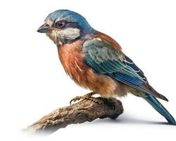 A colorful bird with blue feathers sits on a branch. photo