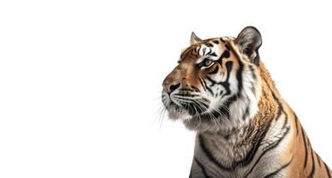 A tiger head looking left to white background with copy space on the left. photo