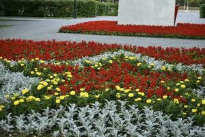 Flower beds in the memorial Park. Beautiful park flowers. photo