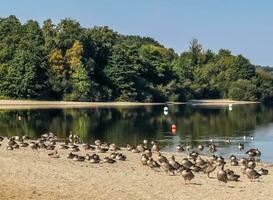 Lots of beautiful european goose birds at a lake on a sunny day photo