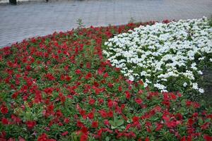 grande petunia flores en un flor cama en un ciudad parque. foto