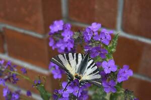 A black and white butterfly is a sailboat. Papilionidae.  Butterfly of the family of sailboats in the garden in summer. photo