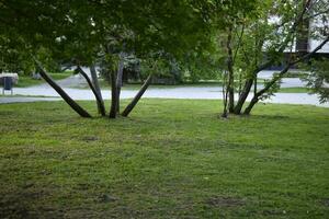 Trees and a path in a summer city park. Beautiful greenery and a summer park. photo