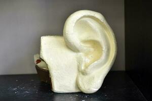 Chelyabinsk, Ural  Russia  07 11 2023 Plaster human ear. An exhibit of a biological laboratory. photo