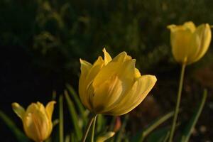 Yellow tulips in the evening summer. Beautiful yellow tulip flowers. The golden hour. photo