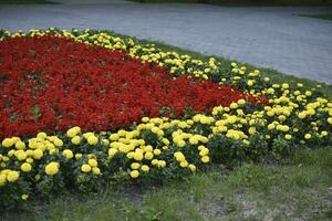 Flower beds in the memorial Park. Beautiful park flowers. photo