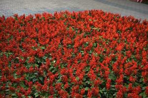 Red park flowers in the city square. Large salvia flowers. photo