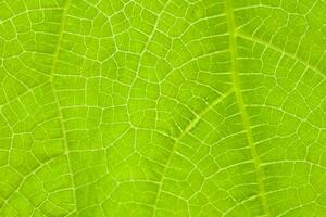 Green leaf close-up. The texture of the green leaf of the plant. The veins of the leaf. photo
