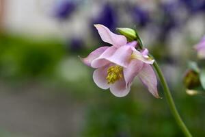 hermosa aquilegia arbustos en el noche Dom. azul flores de aquilegia foto