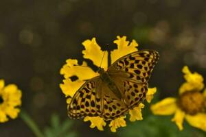 Argynnis paphia. A large yellow butterfly on a flower in a summer garden. photo