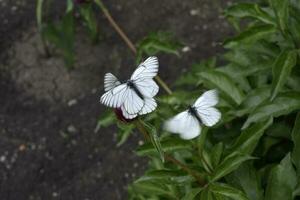 White cabbage butterfly Pieris brassicae on a flower. The butterfly is a parasite. A beautiful insect. photo