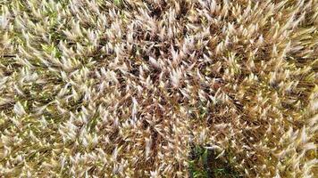 View over a wheat field in good weather found in northern germany. photo