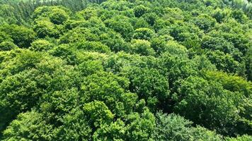 zumbido ver de un mezclado bosque con verde arboles en del Norte Alemania. foto