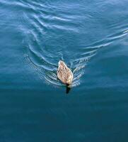 Beautiful duck couple swimming in the water at a coast in germany. photo