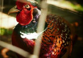 común Faisán phasianus colquio de cuello anillado Faisán en el jardín, pradera en temprano mañana, o además conocido como Faisán pollo foto