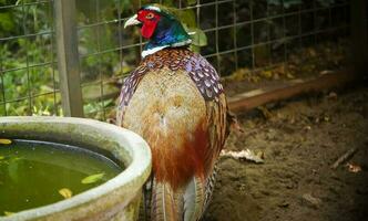 Common pheasant Phasianus colchius Ring-necked pheasant in the garden, grassland in early morning, or also known as pheasant chicken photo