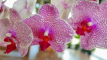 Beautiful pink and white orchid very rare, Phalaenopsis spp orchid or Cymbidium devonianum Paxton locals in asian called it anggrek merah muda photo