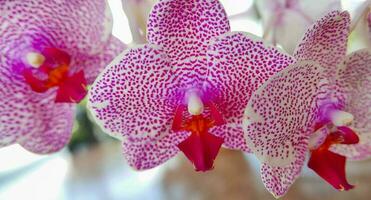 Beautiful pink and white orchid very rare, Phalaenopsis spp orchid or Cymbidium devonianum Paxton locals in asian called it anggrek merah muda photo