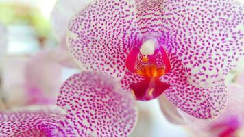 Beautiful pink and white orchid very rare, Phalaenopsis spp orchid or Cymbidium devonianum Paxton locals in asian called it anggrek merah muda photo