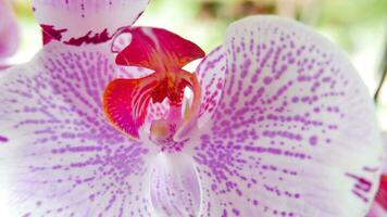 Beautiful pink and white orchid very rare, Phalaenopsis spp orchid or Cymbidium devonianum Paxton locals in asian called it anggrek merah muda photo