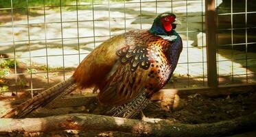 Common pheasant Phasianus colchius Ring-necked pheasant in the garden, grassland in early morning, or also known as pheasant chicken photo