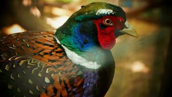 Common pheasant Phasianus colchius Ring-necked pheasant in the garden, grassland in early morning, or also known as pheasant chicken photo