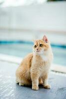 cute cat walks in the house by the pool fat cat cat eats a lot love for cats Intelligent and good-natured cat cat owner happiness photo