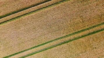 ver terminado un trigo campo en bueno clima encontró en del Norte Alemania. foto