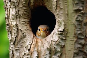 Bird peek a boo out of a tree created with technology. photo