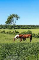 Beautiful panorama of grazing horses on a green meadow during springtime photo