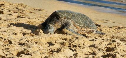 Sea Turtle sleeping on a beach in Hawaii photo