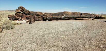 A large petrified tree trunk in the Petrified National Park photo