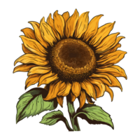 Watercolor Sunflower flower, tropical Sunflower, Sunflower Sticker, generative ai. png