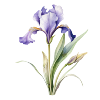 floral composición con iris flor, mano dibujar acuarela aislado ilustración en transparente fondo, generativo ai. png