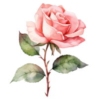 floral composição com rosa flor, mão desenhar aguarela isolado ilustração em transparente fundo, 1 Rosa rosa folhas. aguarela arte, generativo ai. png
