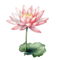 Floral composition with lotus, Hand draw watercolor isolated illustration on transparent background, generative ai. png