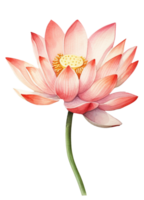 Floral composition with lotus, Hand draw watercolor isolated illustration on transparent background, generative ai. png