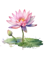 Floral composition with lotus, Hand draw watercolor isolated illustration on transparent background, generative ai. png