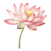 Floral composition with lotus, Hand draw watercolor isolated illustration on transparent background, generative ai. png