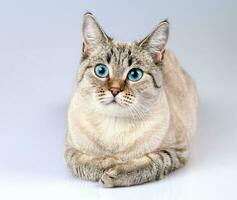 Best cat image with different pose photo