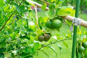 Close up of Lime Fruits on Tree in Orchard photo