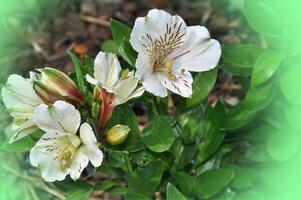 Creative Flower Design photo