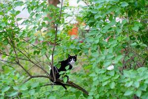 A black cat with green eyes sits on a tree branch on the street and looks at the camera photo